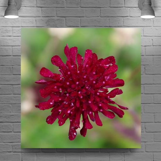 Giclee Mounted Wall Art Prints. Knautia Macedonica Flower. The Lost Gardens of Heligan. Pentewan. St. Austell. Cornwall. England.