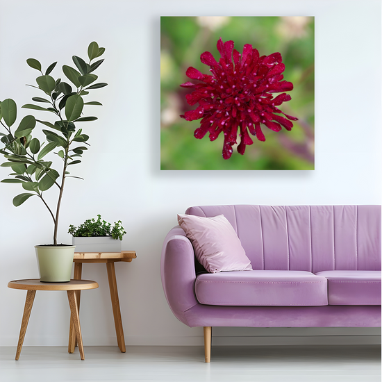 Giclee Mounted Wall Art Prints. Knautia Macedonica Flower. The Lost Gardens of Heligan. Pentewan. St. Austell. Cornwall. England.