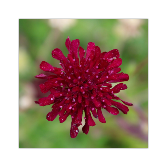 Giclee Mounted Wall Art Prints. Knautia Macedonica Flower. The Lost Gardens of Heligan. Pentewan. St. Austell. Cornwall. England.