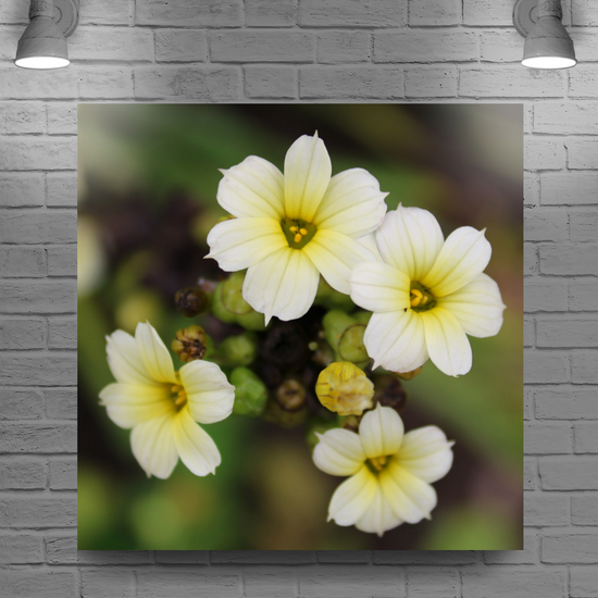 Giclee Mounted Wall Art Prints. Pale Yellow Eyed Grass Flowers. The Lost Gardens of Heligan. Pentewan. St. Austell. Cornwall. England.