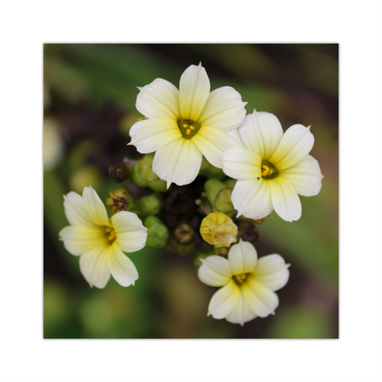 Giclee Mounted Wall Art Prints. Pale Yellow Eyed Grass Flowers. The Lost Gardens of Heligan. Pentewan. St. Austell. Cornwall. England.