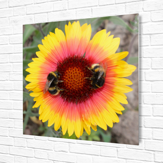 Metal Wall Art Prints. The Lost Gardens Of Heligan. St. Austell. Cornwall. England.