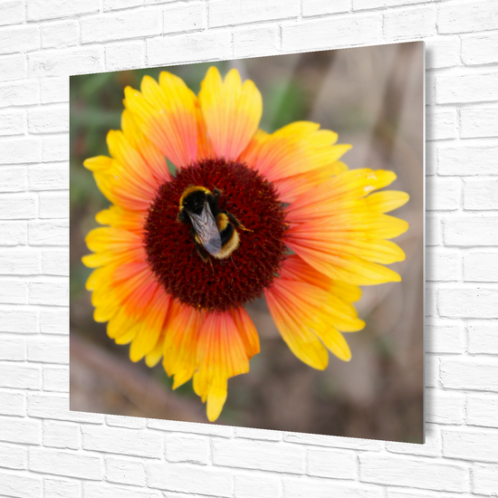 Metal Wall Art Prints. The Lost Gardens Of Heligan. St. Austell. Cornwall.