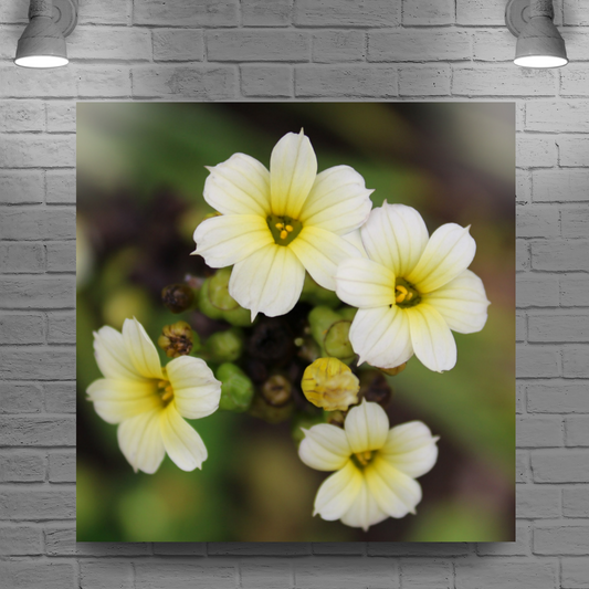 Metal Wall Art Prints. The Lost Gardens of Heligan. St. Austell. Cornwall. England.
