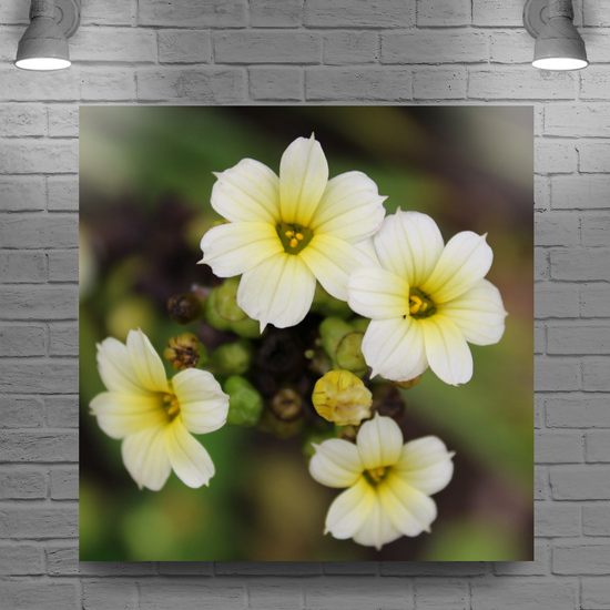 Metal Wall Art Prints. The Lost Gardens of Heligan. St. Austell. Cornwall. England.