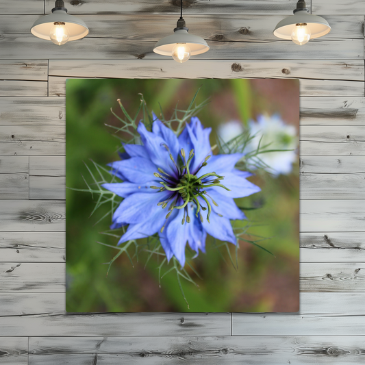 Metal Wall Art Prints. The Lost Gardens of Heligan. St. Austell. Cornwall. England.