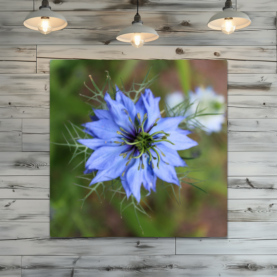 Metal Wall Art Prints. The Lost Gardens of Heligan. St. Austell. Cornwall. England.