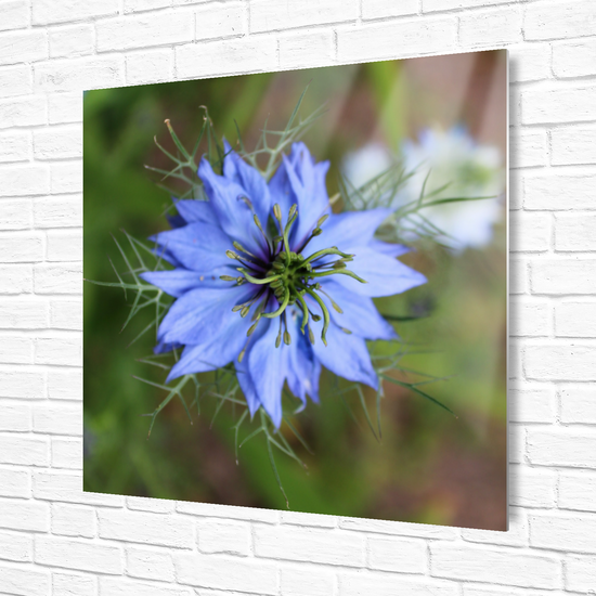 Metal Wall Art Prints. The Lost Gardens of Heligan. St. Austell. Cornwall. England.