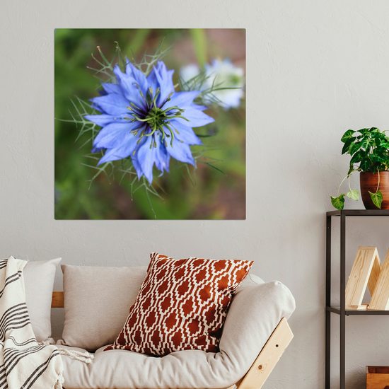 Metal Wall Art Prints. The Lost Gardens of Heligan. St. Austell. Cornwall. England.